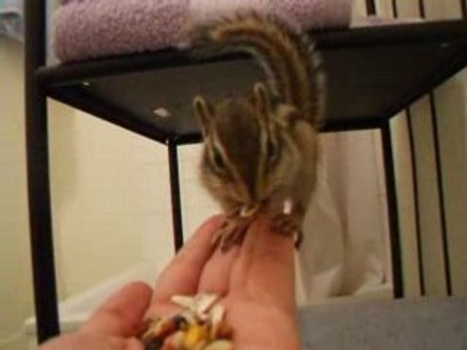 Ecureuil de corée Pattapia mange