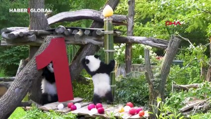 Almanya doğumlu ikiz pandaların mutlu günü