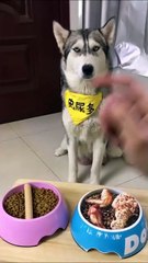 Il fait une blague à son chien, regardez sa réaction