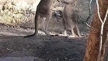 Kangaroo diaries in Australia only