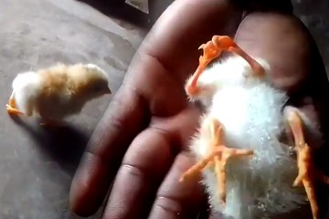 कभी देखा है 4 पैर वाला मुर्गी का चूज़ा