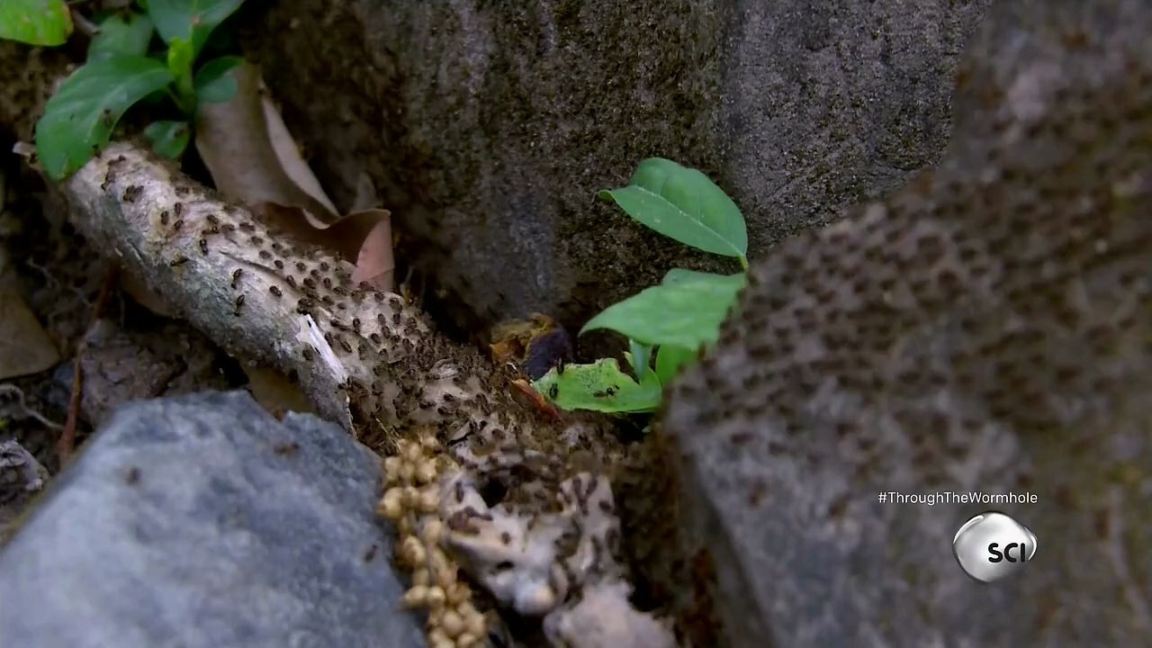 Through The Wormhole Season 5 Episode 6 Is a Zombie Apocalypse Possible? | Morgan Freeman