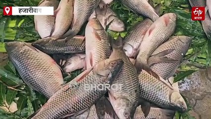 भेलवा के पत्ते बने रोहू मछली के लिए जीवन रक्षक, विनोबा भावे यूनिवर्सिटी की शोधकर्ता ने खोज निकाली दवा
