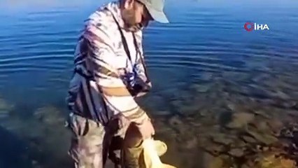 Yakaladığı 15 kiloluk sazanı tekrar suya böyle bıraktı