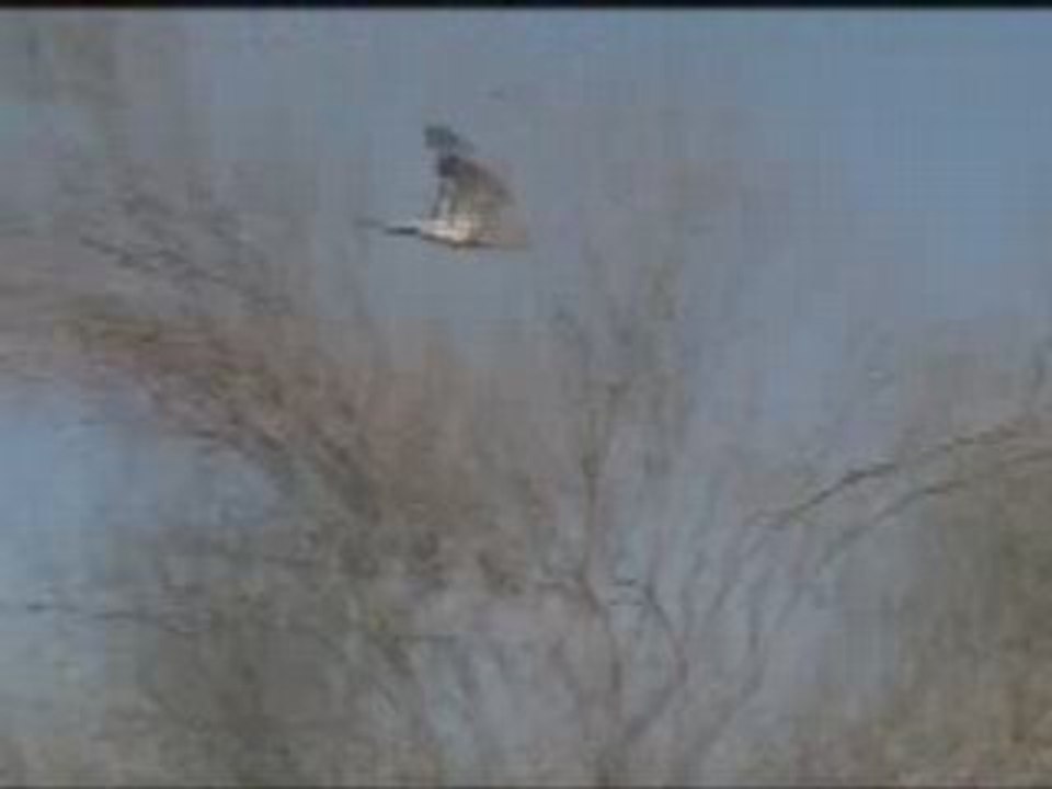 Harrier Hawk in Flight (male)