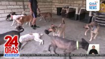 12 rescued dogs mula sa Kuwait, isinama ng mga OFW pauwi sa Pilipinas | 24 Oras Weekend