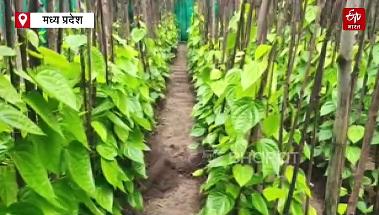कभी शान-अब संकट में पान, गुटखे ने फेरा किसानों की मेहनत पर पानी
