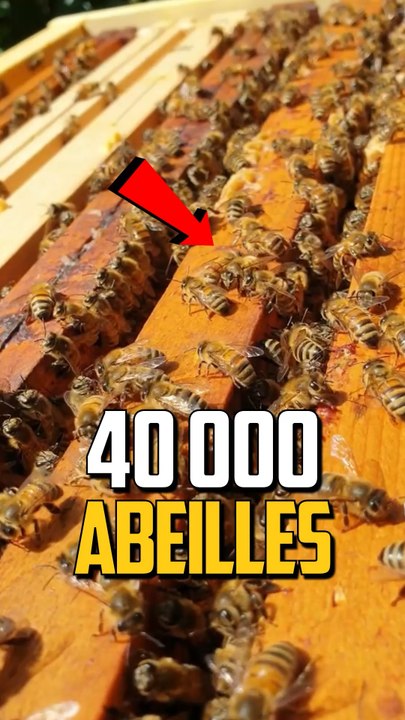 IL Y A QUOI DANS UNE RUCHE D’ABEILLE ?