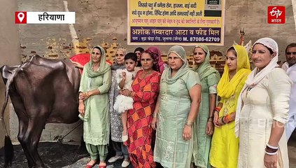 25 की हुई हिसार की धन्नो भैंस, सात बार की रह चुकी राष्ट्रीय चैंपियन, ग्रामीणों ने मनाया "जीवन-जग", दुष्यंत चौटाला भी हुए शरीक