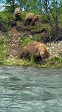 A grizzly mom shows her cubs how to hunt for food. 🐟 a grizzly mom will growl, moan or grunt to communicate with her cubs. While grizzly bears may rub their bodies on trees to scratch an itch, it’s also a way to leave scent to let other bears know they w