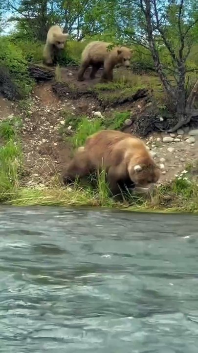 A grizzly mom shows her cubs how to hunt for food. 🐟 a grizzly mom will growl, moan or grunt to communicate with her cubs. While grizzly bears may rub their bodies on trees to scratch an itch, it’s also a way to leave scent to let other bears know they w