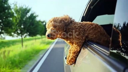 istockphoto-2157621607-640_adpp_is