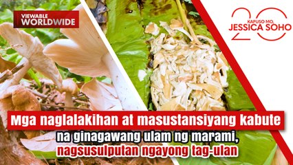 Mga kabute na ginagawang ulam ng marami, nagsusulputan ngayong tag-ulan | Kapuso Mo, Jessica Soho