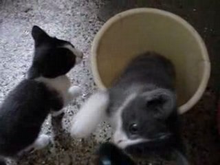 2 petits chatons de Blanco qui se font des farces