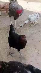 Feathers and Friendship: Chicken Life