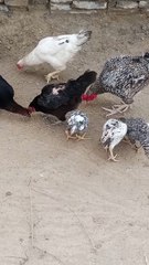 The Chicken Coop: Family Fun