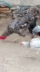 The Roster Coop: Family Fun