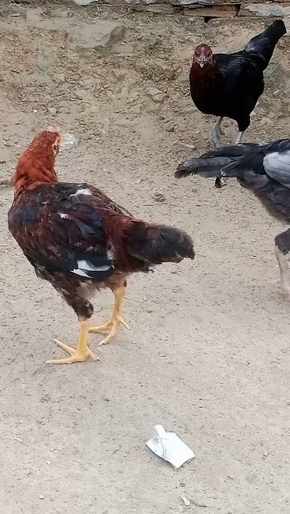 Chicken Family's Backyard Antics