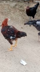 Chicken Family's Backyard Antics