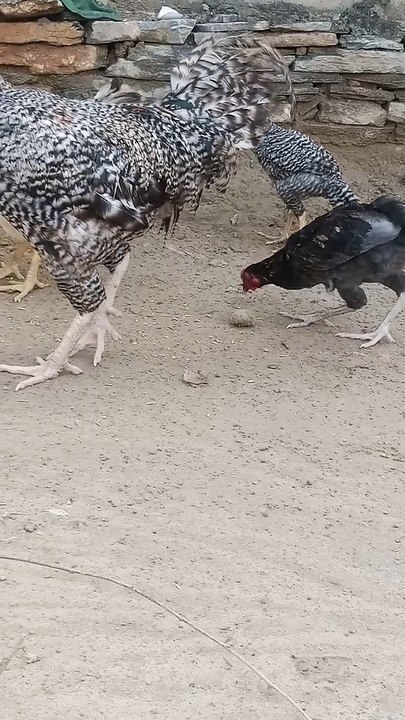 The Rooster's Family Time