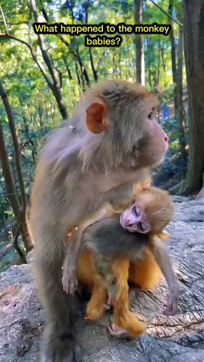 What happened to the monkey babies? | Monkey 🐒