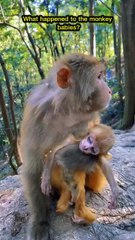 What happened to the monkey babies? | Monkey 🐒