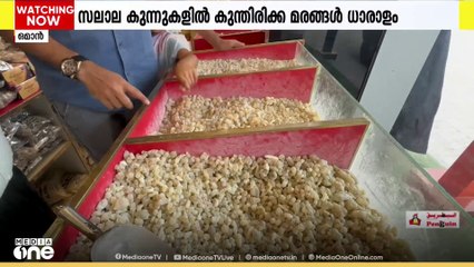 സലാല കുന്നുകളിലെ കുന്തിരിക്ക മരങ്ങൾ; ഒമാൻ ചരിത്രത്തിലെ സ്ഥാനമറിയാം