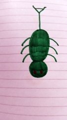 Ragno verde disegno