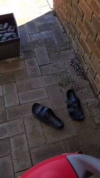 Blue tongued lizard in Australia 🇦🇺