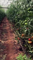 Domates serası, sıra arasında maydanoz