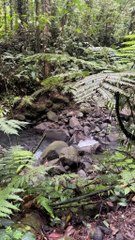 POV : t'es en maillot, t'as marché dans la forêt, et tu plonges dans une eau aussi bleue que glacée.C'est ça, l'aventure en Guadeloupe.