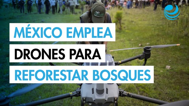 México usa drones para dispersar semillas y reforestar bosques quemados
