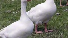 Os animais mais fofos do mundo N•240