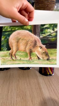 Dessin réaliste d'un capybara avec les crayons de couleur #dessin #art #drawing