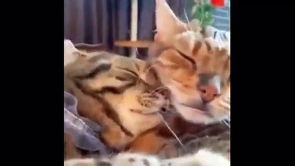 "Caught in the Act: 12 Cats Who Clearly Regret Their Life Choices"