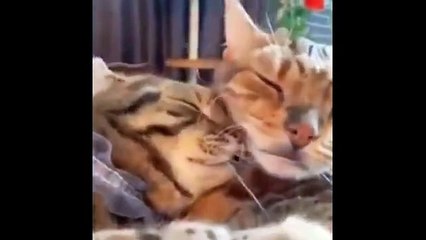 "Meowgic Tricks: Watch These Cats Defy Logic and Human Sanity"