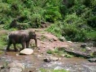 Thailande 2008 - Elephants