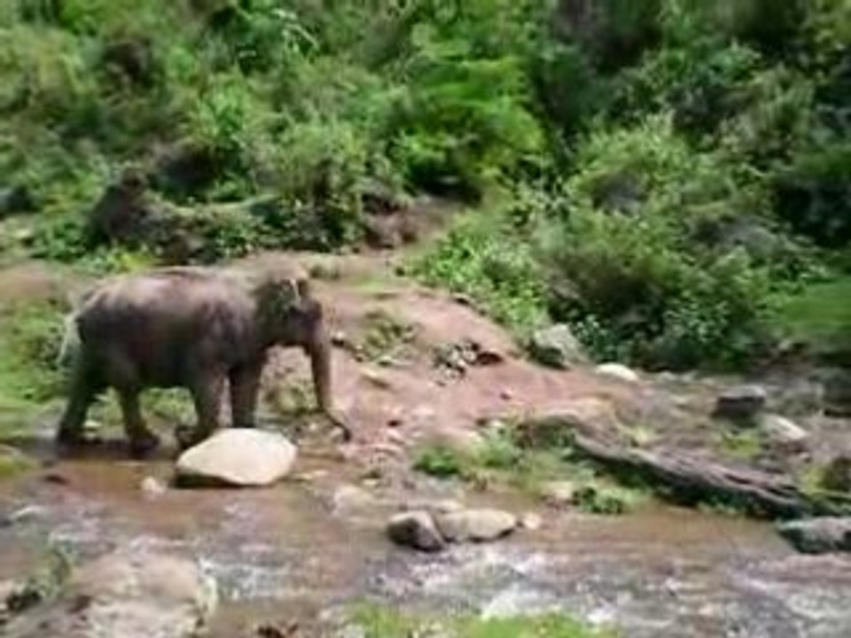 Thailande 2008 - Elephants