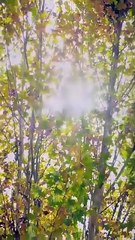 Together Hearts In Sync Full Episode