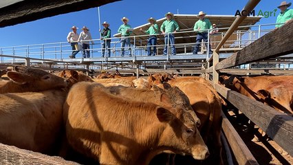 Roma cattle market strengthens with steer price rise