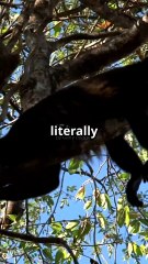 Heat Stroke & Fertility Loss | Extreme Heat Threatens Wildlife 🌡️🦌