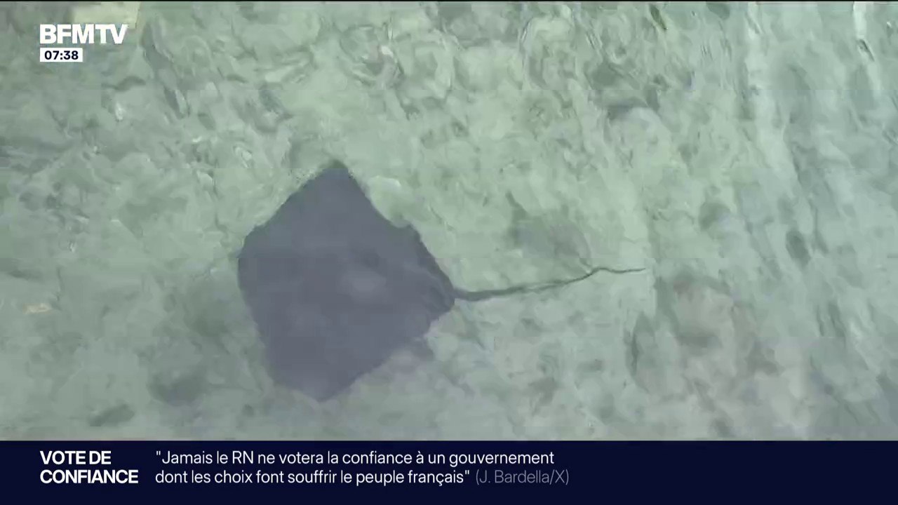 Une raie pastenague observée par les baigneurs à Marseille