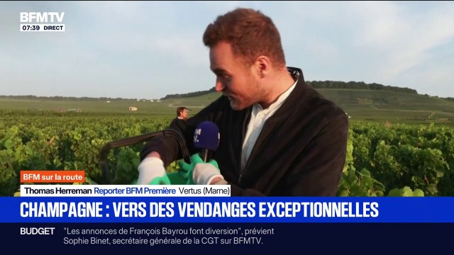 Cette année, on a été bien servi : En Champagne, vers des vendanges exceptionnelles