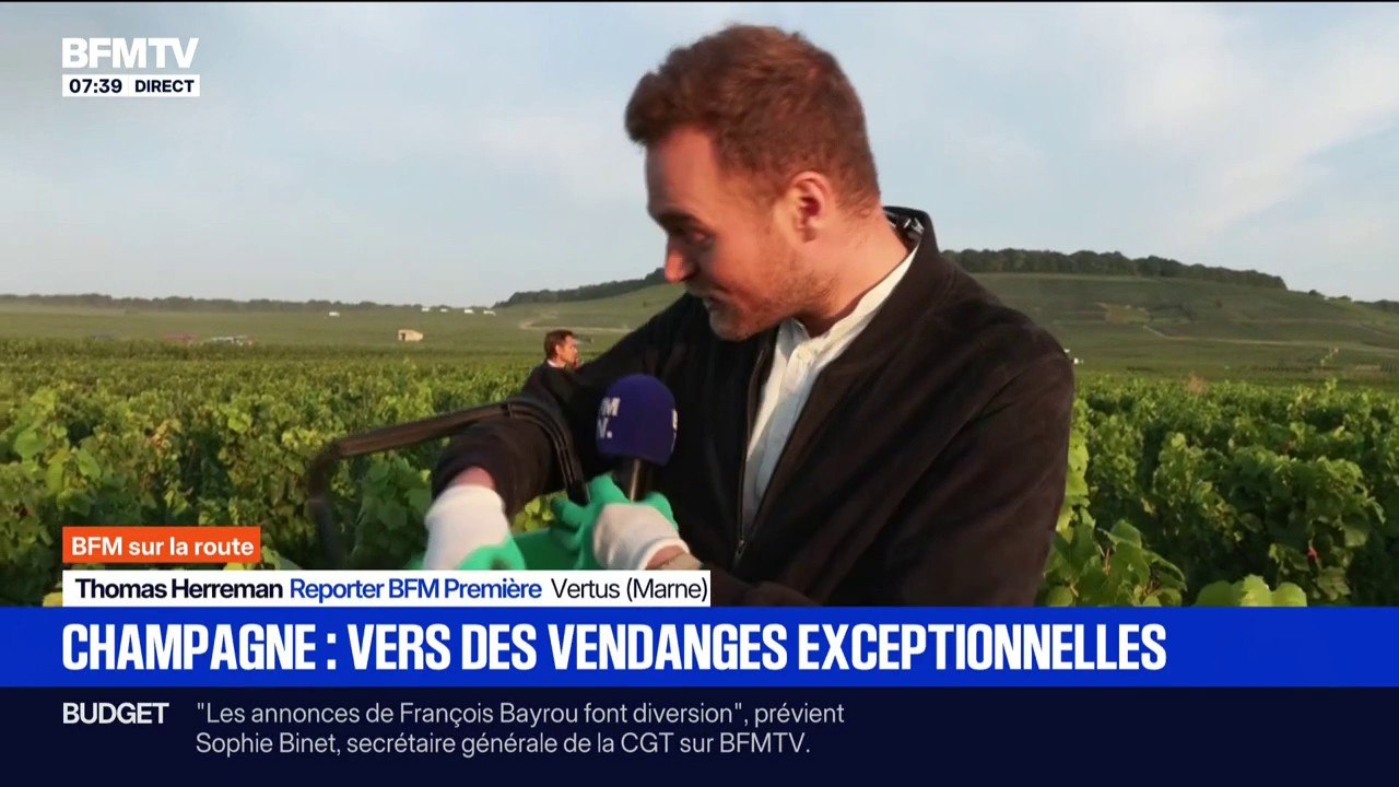 "Cette année, on a été bien servi": En Champagne, vers des vendanges exceptionnelles
