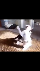 Gatinho salva outro kkk