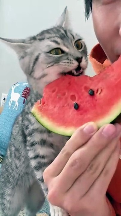 Cat react