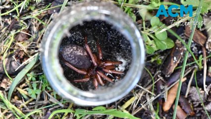 Rare trapdoor spider discovered on scientist's doorstep