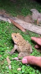 Funny_frogs_Catching___Wep_wep_catching_frogs_funny___boing_catch_frogs_make_you_laugh_#shorts(360p)