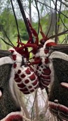 The Hyalophora cecropia_ also known as the cecropia moth_ is North America_s largest native moth. It