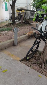 Am I that scary with this sleeping posture# Orange Cat Orange Cat # Confusing Animal Behavior